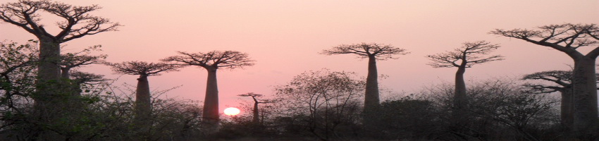 Morondava Mada Baobabs