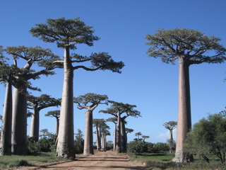 allée de baobabs en feuilles
